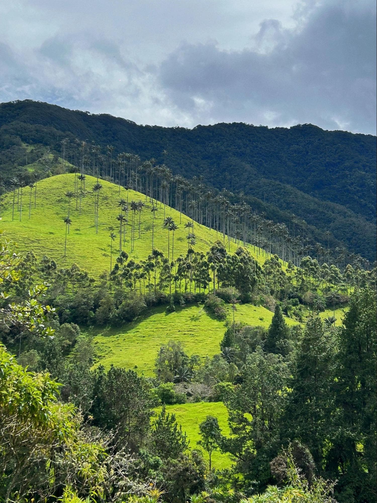 colina del Cocora