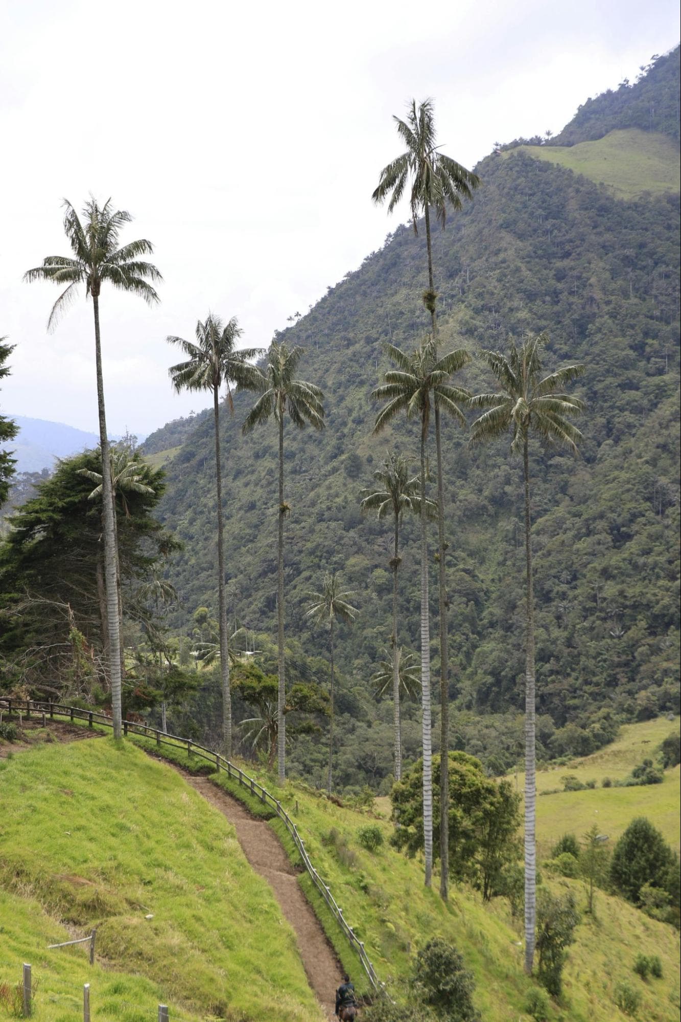 sendero del Cocora