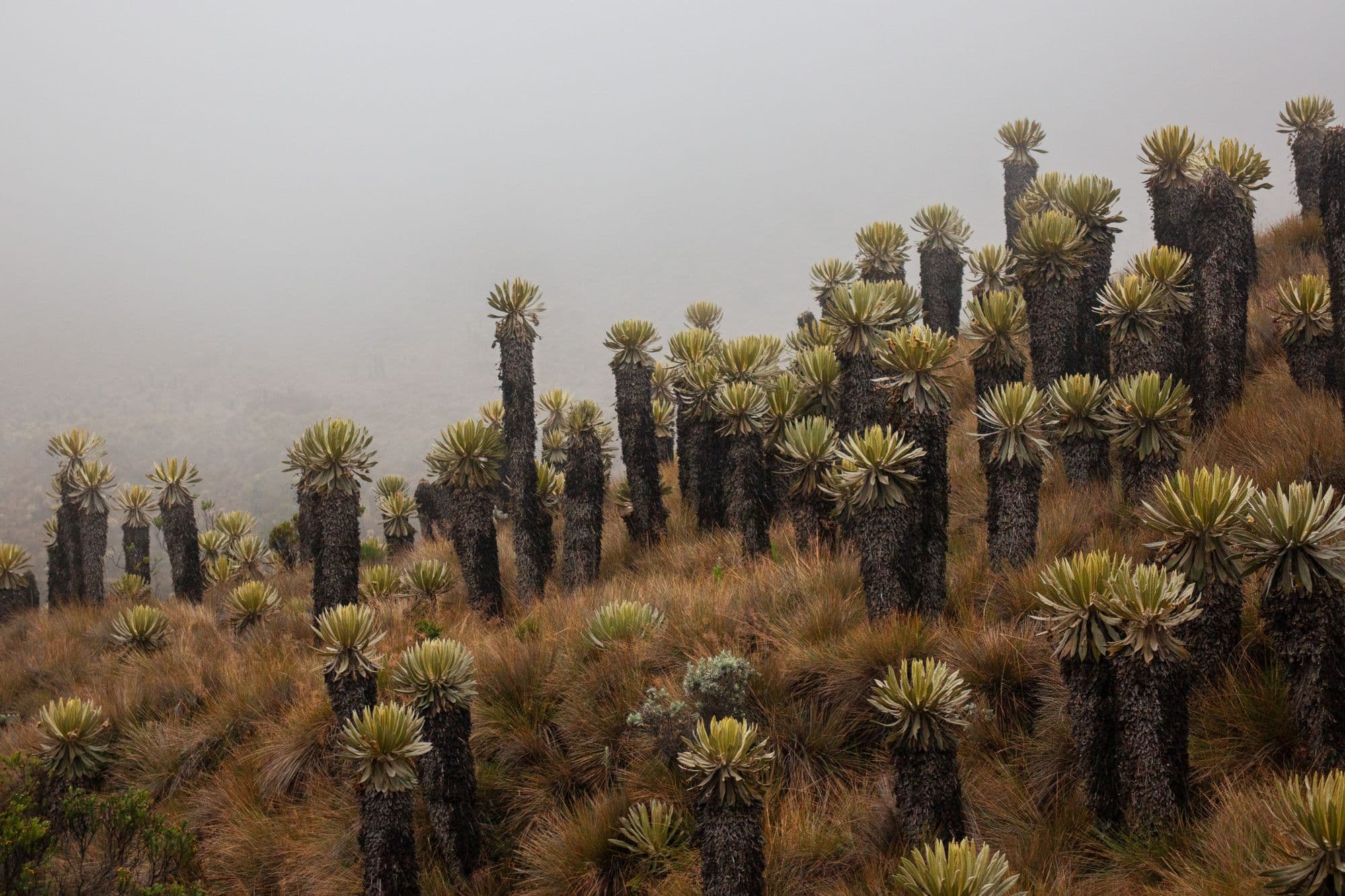 Frailejones en un páramo andino entre la niebla