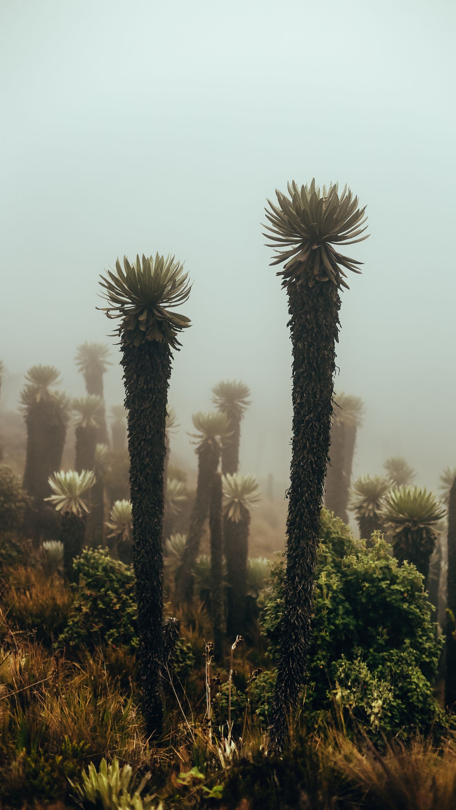Árboles entre la niebla sobre un campo de hierba