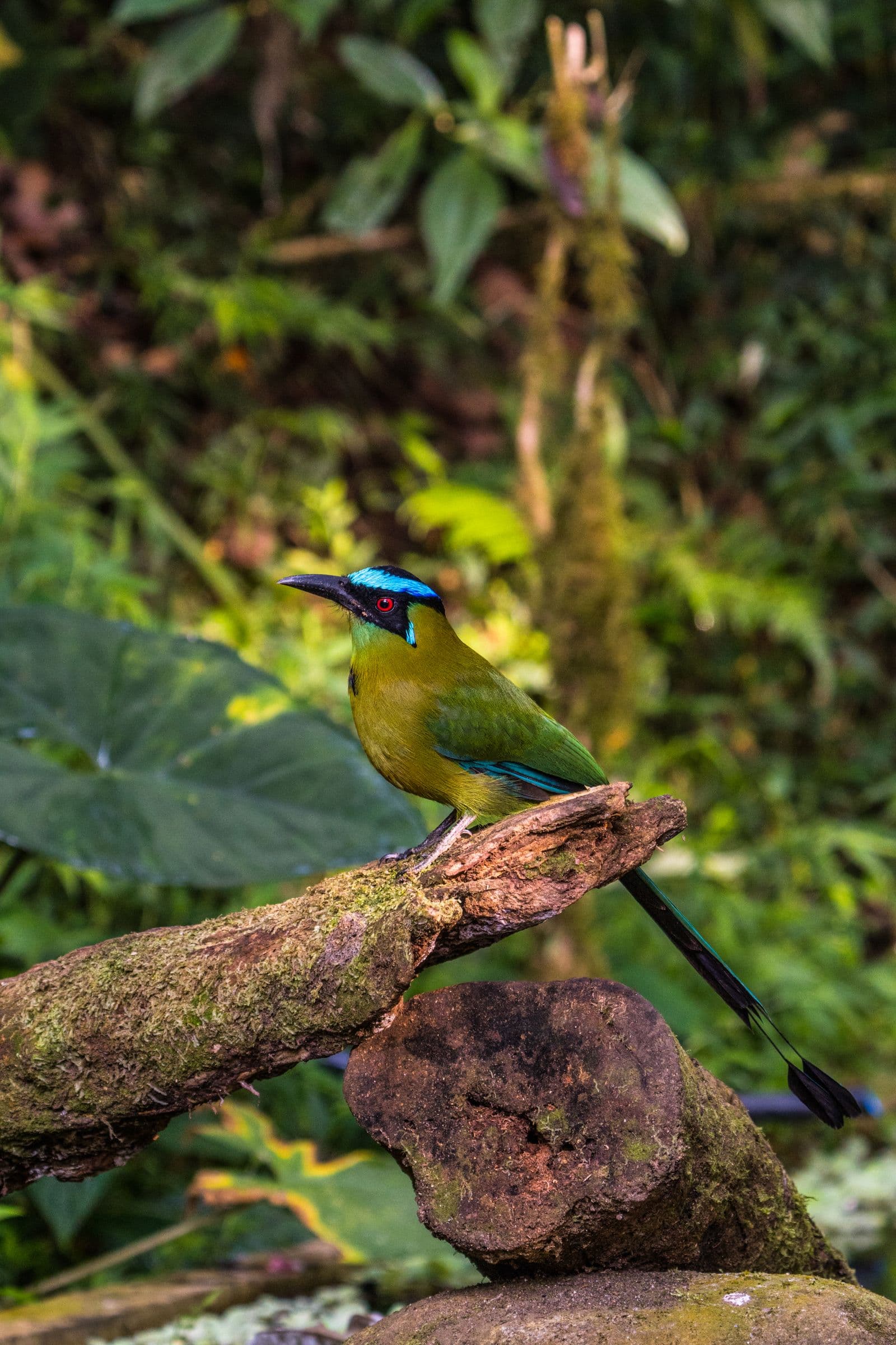 Ave en vuelo en la naturaleza
