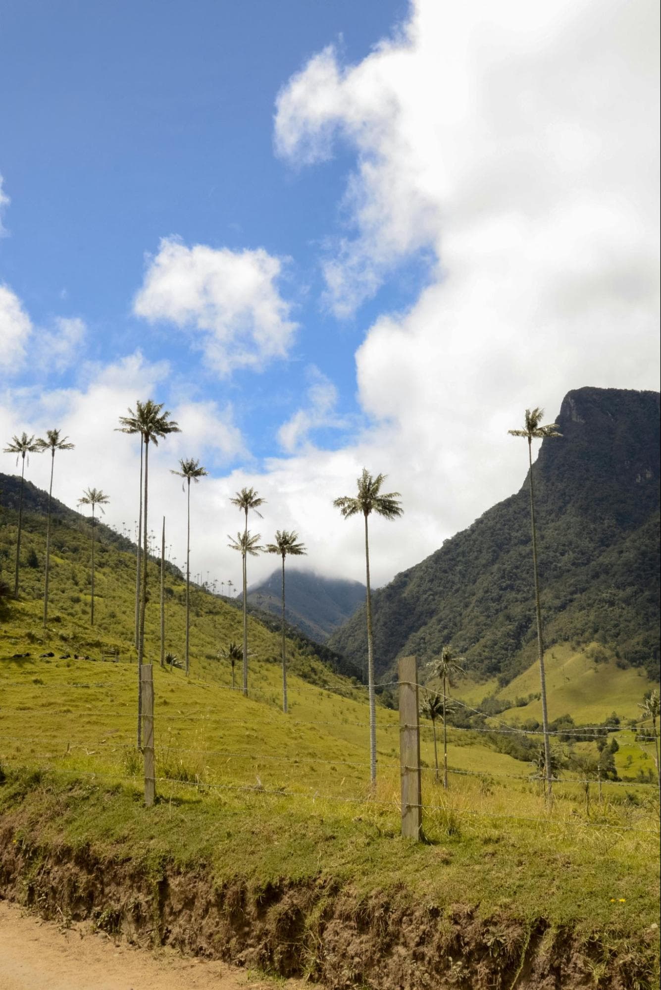 Valle del Cocora