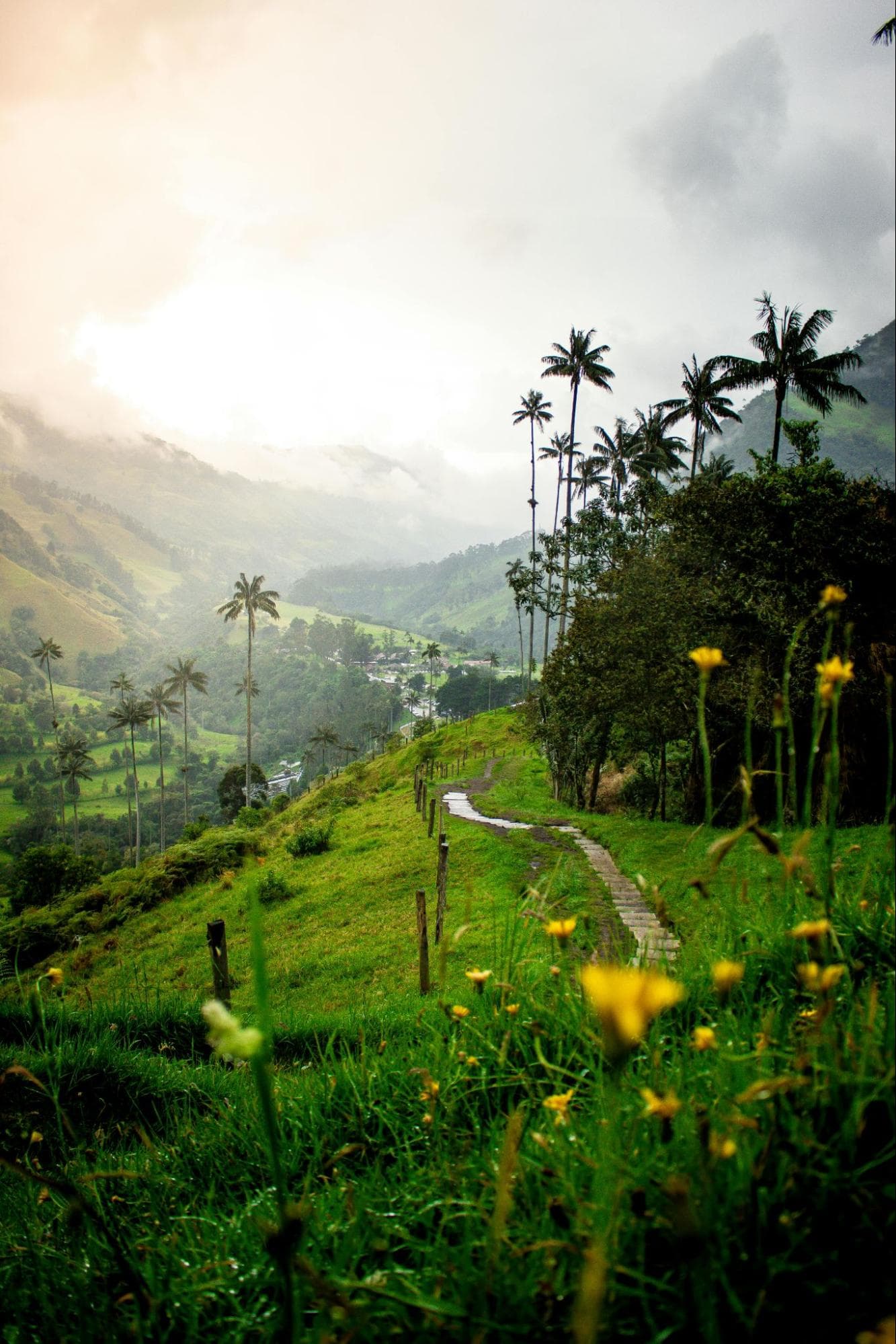 Valle de Cocora al amanecer entre flores y palmas de cera, Eje Cafetero